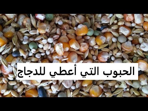 تربية الدجاج البلدي - دور الحبوب في تربية الدجاج وهذه هي الحبوب التي أعطيها لدجاجي