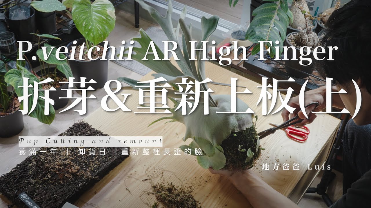 P. veitchii AR High Finger 拆芽&重新上板(上) 養滿週年的AR可以收成