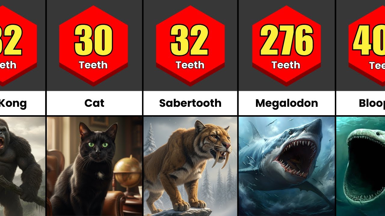 Animal Teeth Count Comparison | Which Animal Has The Most Teeth?