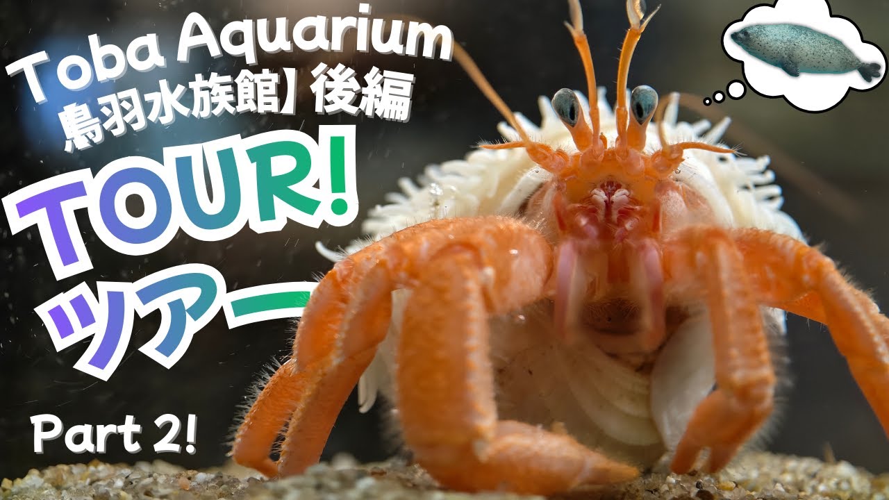 Toba Aquarium Tour Part 2! Seals, Fishing Cat, Rare Creatures Lab! 🦭🦀🦦【鳥羽水族館】コカワウソ・巨大昆虫・変な生きもの大集合!🔬