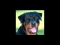 cartel de santa donde estan perros