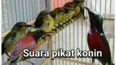 suara pikat konin kolibri ninja ribut