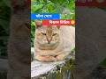 কুকুরের অবস্থা দেখে বিড়াল সান্ত্বনা পেল 😁 #funlybirds #funnyanimal #funny