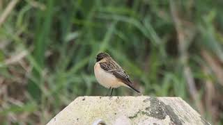 1080127基隆河松山機場段黑喉鴝(Saxicola maurus stejnegeri )5 News