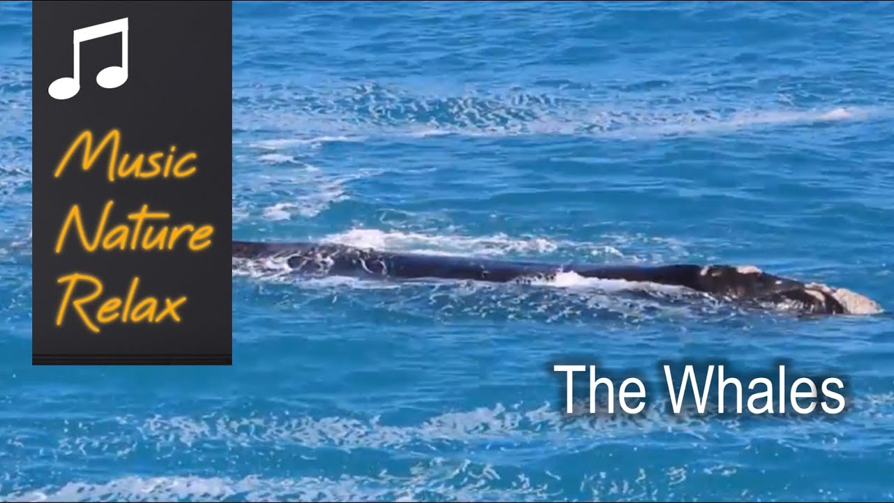 THE WHALES. Music to Kick Back and Relax. Be In the Moment.