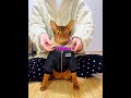 Cat Give's Gangster Vibes🥶#shorts #shortvideo #cat