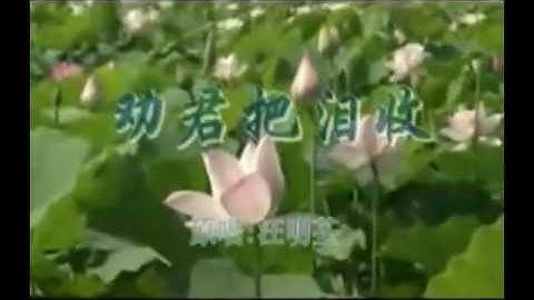 劝君把泪收　汪明荃    1981 - 天天要闻