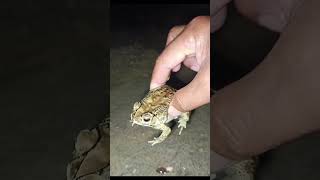 Touching Toad so FUNNY😁😂 #frog #funny #toad #animals Profile