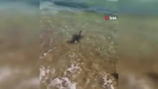 Su Samurunun Deniz Keyfi, Tatilciler Tarafından Görüntülendi