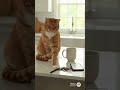 Cat Job Interview #cat #funnyanimal #cute #viralvideo #youtubeshorts