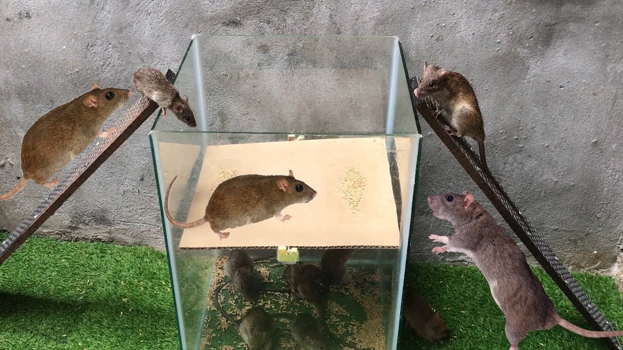 camera iphone 8 plus apk The best video I've ever seen #2019 | Top 10 piège à souris électrique #23