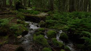 Relaxing nature video: brook in forest with ferns