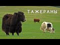 Байкал. Тажеранская степь 4к.