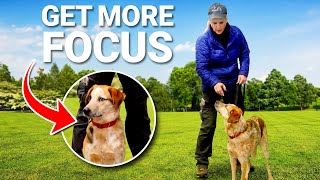 Why Your Dog is Losing Attention! by Shannon Walker - The Pack Leader 475 views 3 months ago 5 minutes, 46 seconds