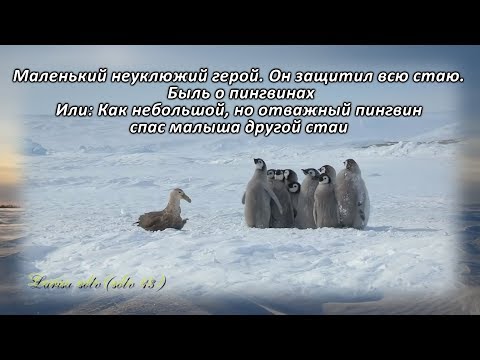 Video: Император Пингвин Жаңы Зеландияда сейрек көрүнөт