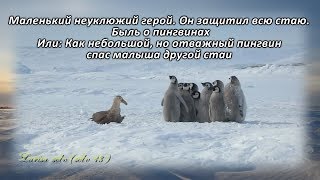 Адели - маленький герой. Как небольшой, но отважный пингвин спас малыша другой стаи Адели - маленький герой. Как небольшой, но отважный пингвин спас малыша другой стаи