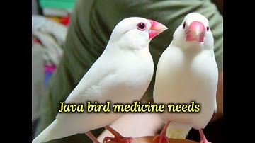 Java bird breeding , Java Sparrow special care and medicine