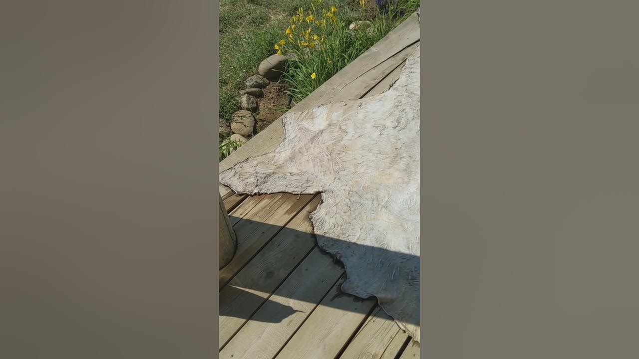 Cowhide Tanning Basics Step 3 Applying Mineral for Tanning YouTube