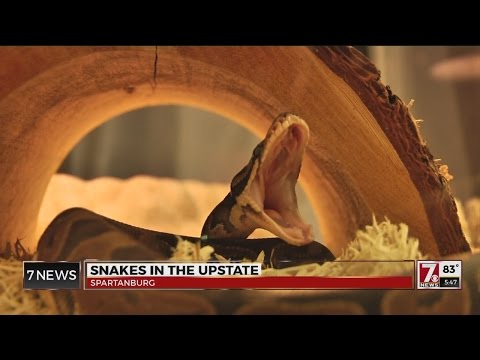 Como identificar cobras de SC, NC e GA