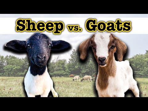 Video: Tundeți caprele?