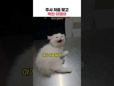주사 처음 맞고 빡친 아깽이ㅋㅋ(<strong>소리주의</strong>) #아기고양이