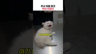 주사 처음 맞고 빡친 아깽이ㅋㅋ(소리주의) #아기고양이