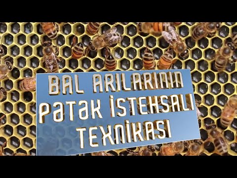 Video: Pətək Istehsalı