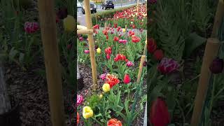 TulipHeaven tulipheaven tulipbulb ? coloursoftulip tulipbulbs flowers tulipgardening Europe