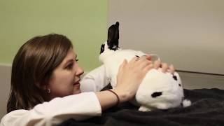 Rabbit Exams at Warren Woods Veterinary Hospital