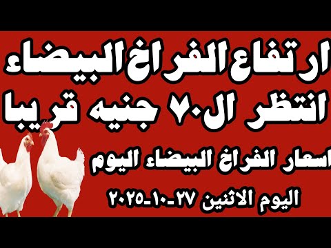 اسعار الفراخ البيضاء اليوم سعر الفراخ البيضاء اليوم الاثنين ٢٧ ١٠ ٢٠٢٥ في المحلات في مصر