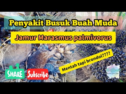 Jamur Buah Sawit
