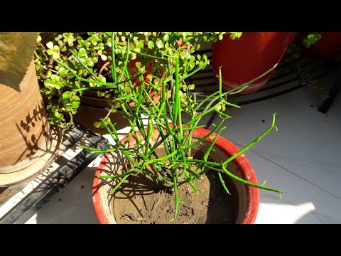 Wideo: Wskazówki dotyczące pielęgnacji kaktusa ołówkowego