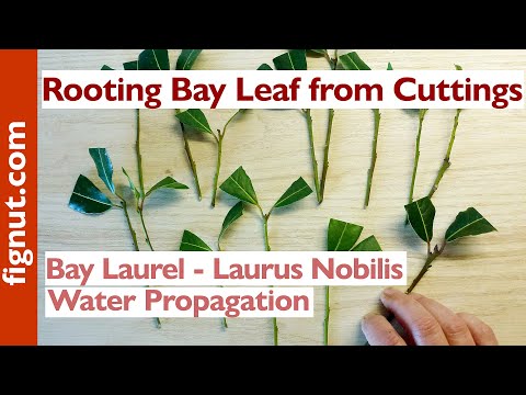 Video: Växande Laurel - Laurus Nobilis I Rummet