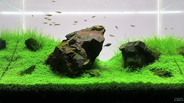 ADA Cube Garden  |  AQUASCAPE | 4K CINEMATIC