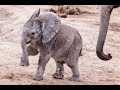 Mommy, daddy &amp; baby Elephants, having fun at a waterhole - Addo Elephant Park - South Africa
