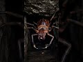 What If This Spider Was Real? 😳🕷️