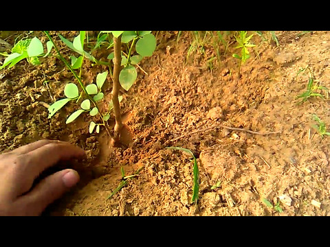Video: Sissoo Tree Care - Kako gojiti drevo Sissoo