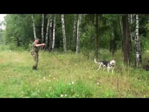 Команда "гуляй"