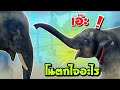 ช้างบัวบาน😂elephant