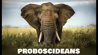 Proboscideans Preclude Young Earth Creationism | BiteSized Busts