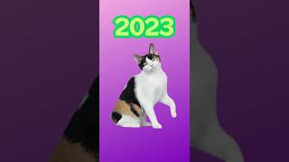 2023 Japanese Bobtail vs 5000 bce Japanese Bobtail