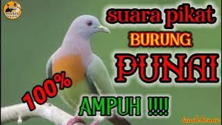 🔴Suara pikat punai daun ‼️ampuh💯