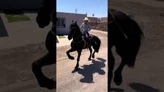 CABALLO BAILADOR