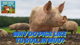Why Do Pigs Like to Roll in the Mud?