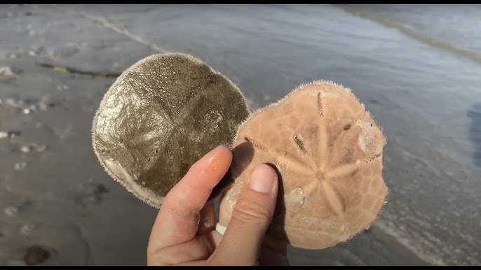 How to clean sand dollars. Bleaching and sealing your sand dollar  treasures. 