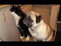 😺 Когда уже обед?! 🐶 Смешное видео с собаками, кошками и котятами! 🐱