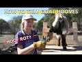 How To Trim Nigerian Dwarf Goat Hooves | Goat Care 101