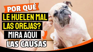 ¿Por qué los perros me huelen las orejas?