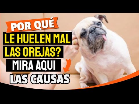 Vidéo: Quand dois-je présenter mon chiot à d'autres chiens?