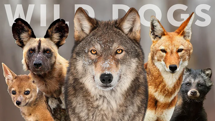 All 15 Species of Wild Dog (Wolves, Jackals & Dogs) - DayDayNews